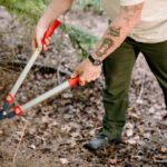 boom snoeien Staatsbosbeheer